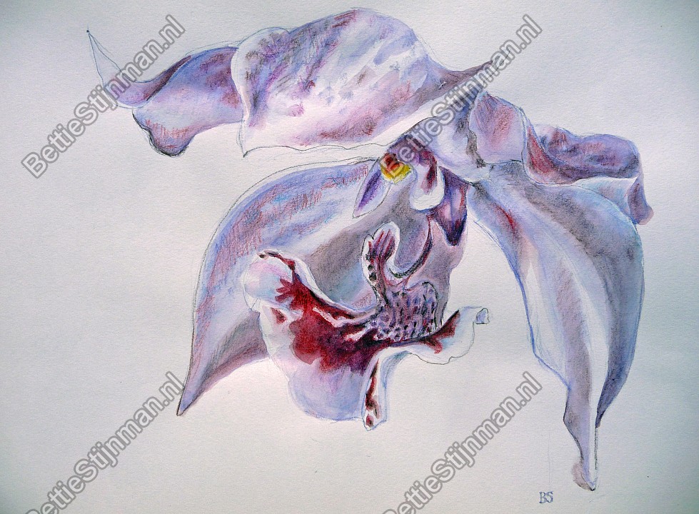 <head>Orchidee / Orchid</head>