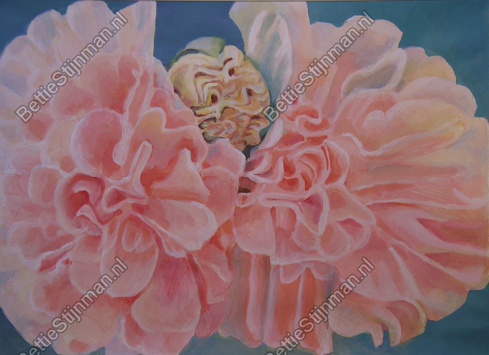 <head>Dubbele roze Stokroos / Double pink Hollyhock</head>