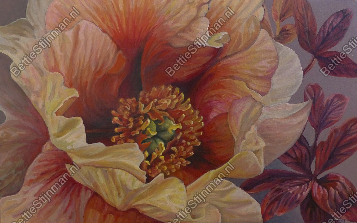 <head>Bronzen boompioen / Bronze Tree Peony</head>